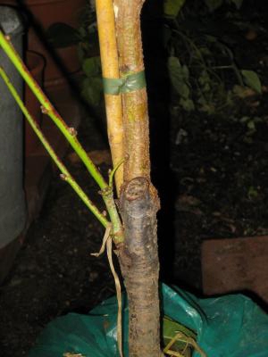 pfirsichbaum.jpg