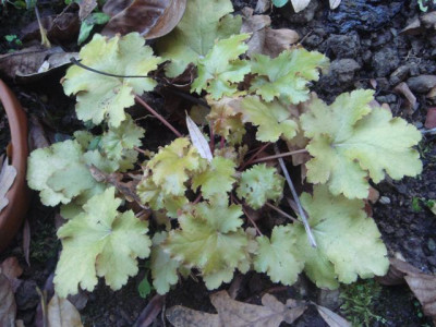 Heuchera_Schranne.jpg
