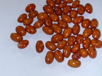 Bean.jpg