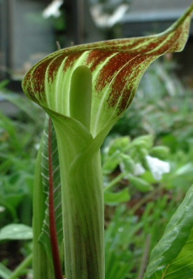 A.amurense.JPG