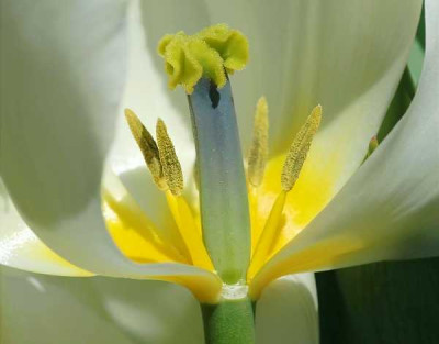 April_2006_Tulpe_23-04-2005_gross_3_600x470.jpg