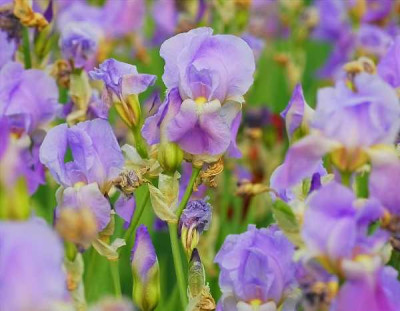Mai_2006_Iris_22-05-2005_gross_1_600x467.jpg