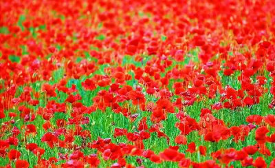 Juni_2006_Mohn_22-05-2005.jpg