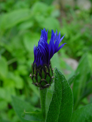 Centaurea_montana_1.jpg