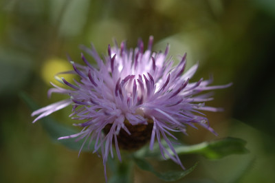 netteannette_N15893.jpg