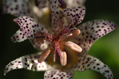 kroetenlilie_N15897.jpg