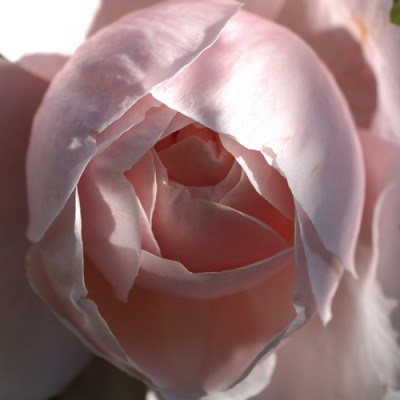Herbstswithum_N15889.jpg