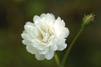weissherbstpet_N15895.jpg