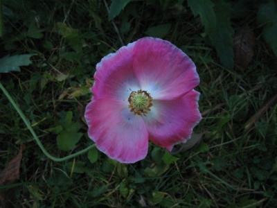 Rhoeas_Oktober.jpg