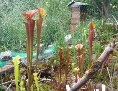 S.flava-rubricorpora-ax2015.jpg