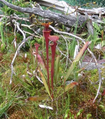S.flava-rubricorpora.jpg