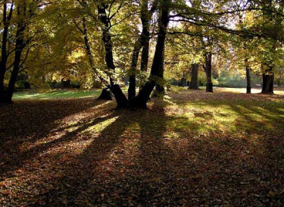 herbst_pur1.jpg