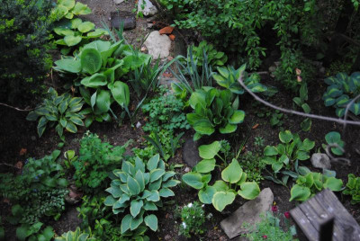 hosta 124.jpg