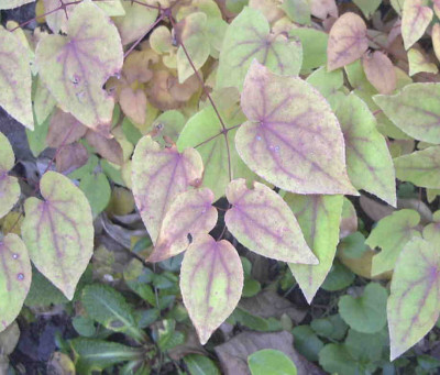 EpimediumRimg0318.JPG