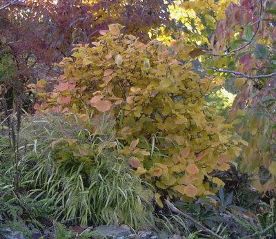 Fothergilla_majorRimg0307.JPG