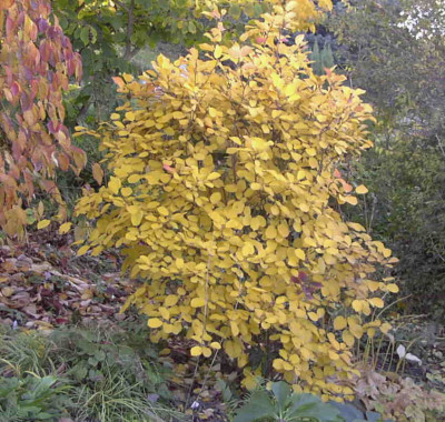 Fothergilla_gardeniiRimg0310.JPG