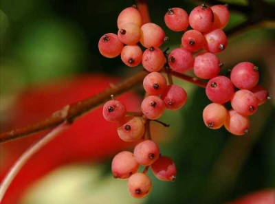 September_2006_Beere_gross_1__600x446.jpg