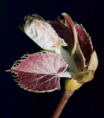 Tilia_henryana_Austrieb.jpg