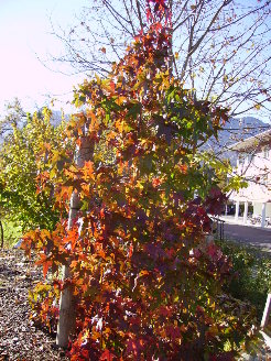 amberbaum_herbst.JPG