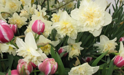 03_narzissen_tulpen_1550_klein.jpg