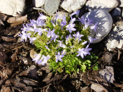 miniglockenblume1.JPG