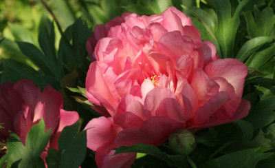 05_paeonia_first_arrival_1922_klein.jpg
