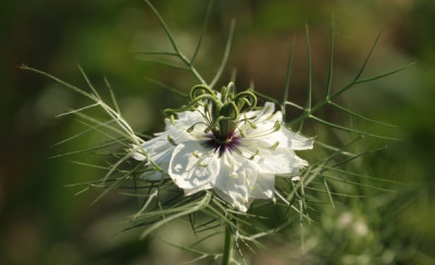 06_nigella_1971_klein.jpg