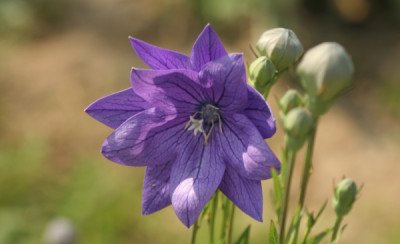 07_platycodon_2251_klein.jpg