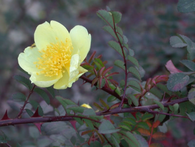 Chin._Goldrose_HR_21222_94.jpg