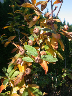 Mispel_Haumesser_21208_92.jpg