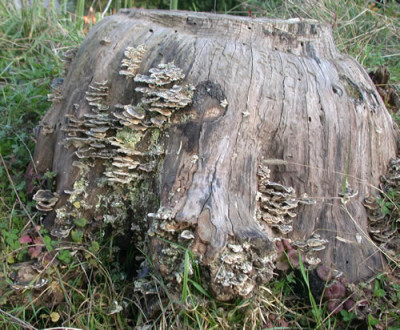 Hugel_21226_76.jpg