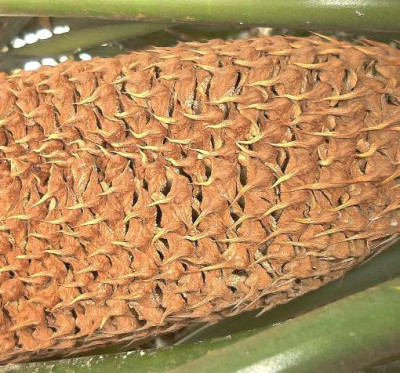 Cycas_circ._Blute.jpg
