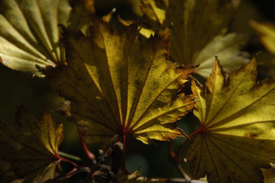 aureumblatt_N15903s.jpg