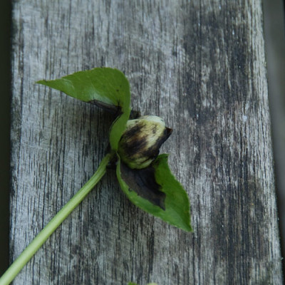 helleborusknospe_N15905.jpg