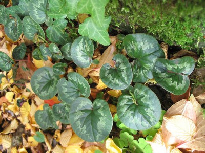 Cyclamen_coum_05.jpg