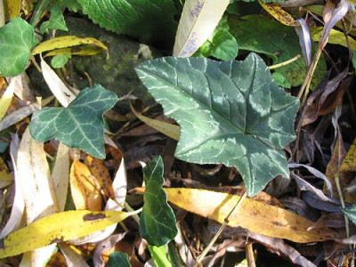 Cyclamen_hederifolium_mit_Namensgeber_05.jpg