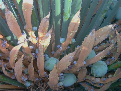 Cycas_circ._Fruchte.jpg