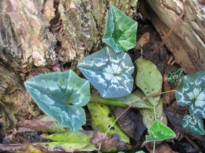 Cyclamen_hederifolium_etwas_aus_der_Art_geschlagen_05.jpg