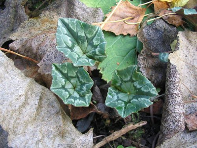 Cyclamen_Form_und_Farbe.jpg