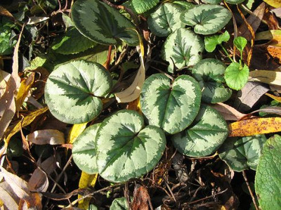Cyclamen_unbekannt_05.jpg
