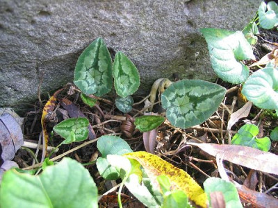 Cyclamen_unbekannt_2__05.jpg