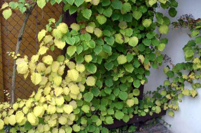 Hydrangea_anomala_ssp._petiolaris_2005-10-30.JPG