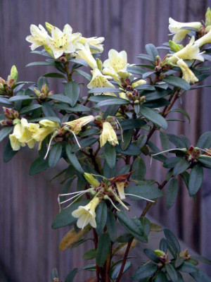 Rhododendron_sulfureum_x_flavidum_Yellow_Hammer_005-10-30.JPG