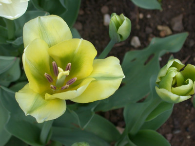 Tulpe_Spring_Green_M_8941_93.jpg