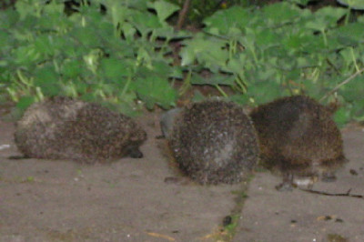 Igel-1.jpg