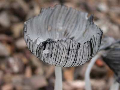 Hasenpfote_20194_94.jpg