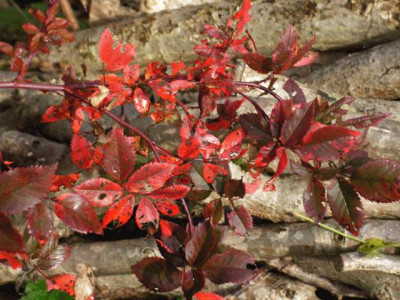 Rosa_inermis_morlettii_herbst0003.jpg