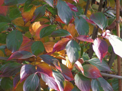 cornus_kousa_herbst0078.jpg