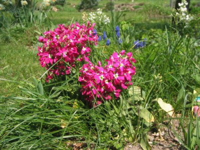 Matthiola_incana_20040416.jpg