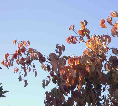 Cornus_Eddies_White_WonderRimg0319.JPG
